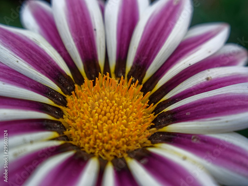 gazania with purple and white petals in the garden  Russia.