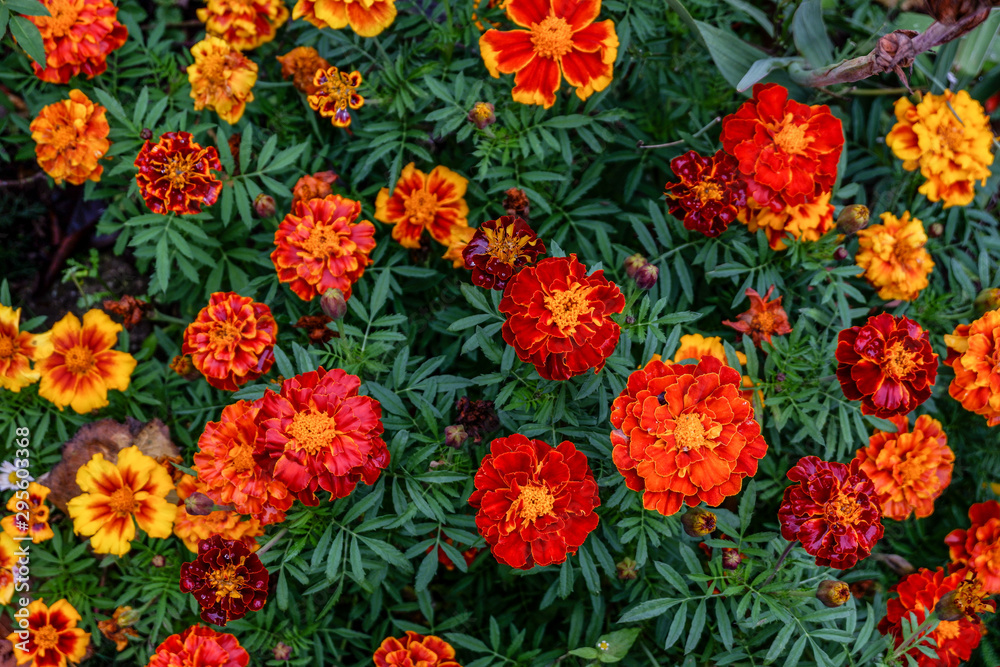 Herbstblumen in voller Pracht im Garten