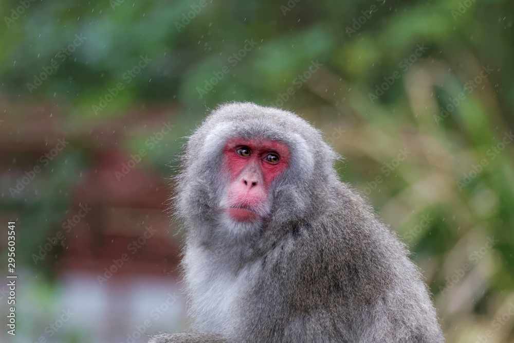 Fototapeta premium Macaque japonais en gros plan