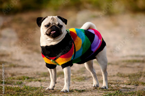Fototapeta Naklejka Na Ścianę i Meble -  pug dog dressed with colorful sweater in autumn meadows