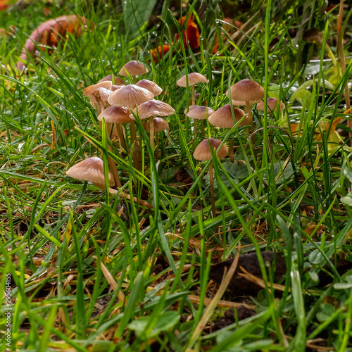 Kleine Pilze am Boden im Garten