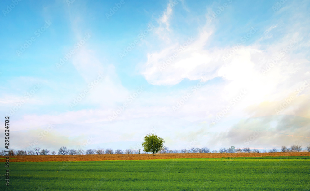 alone tree in clear green and blue nature landscape