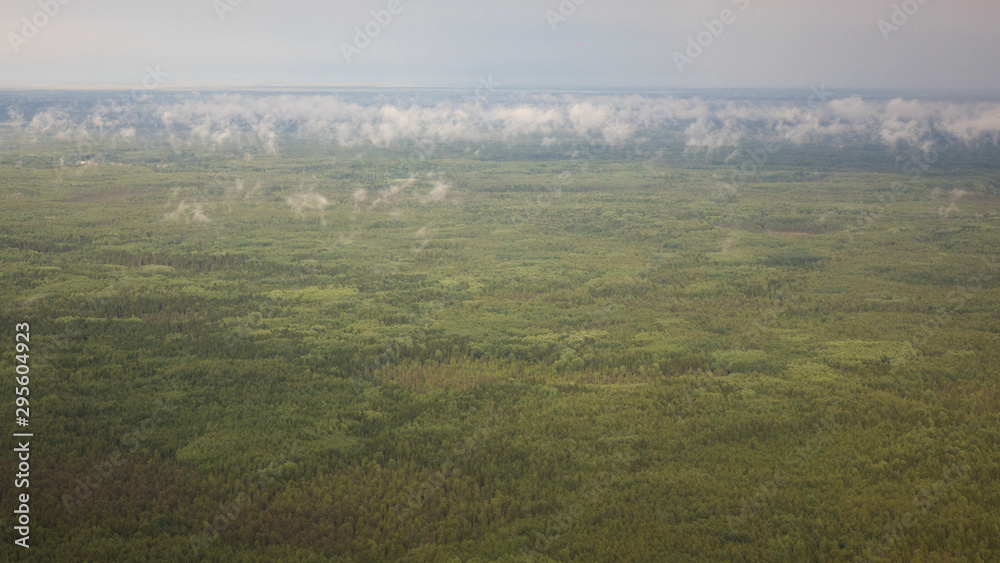Pine forests from a bird's eye view.