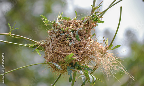 bird nest in a small tree