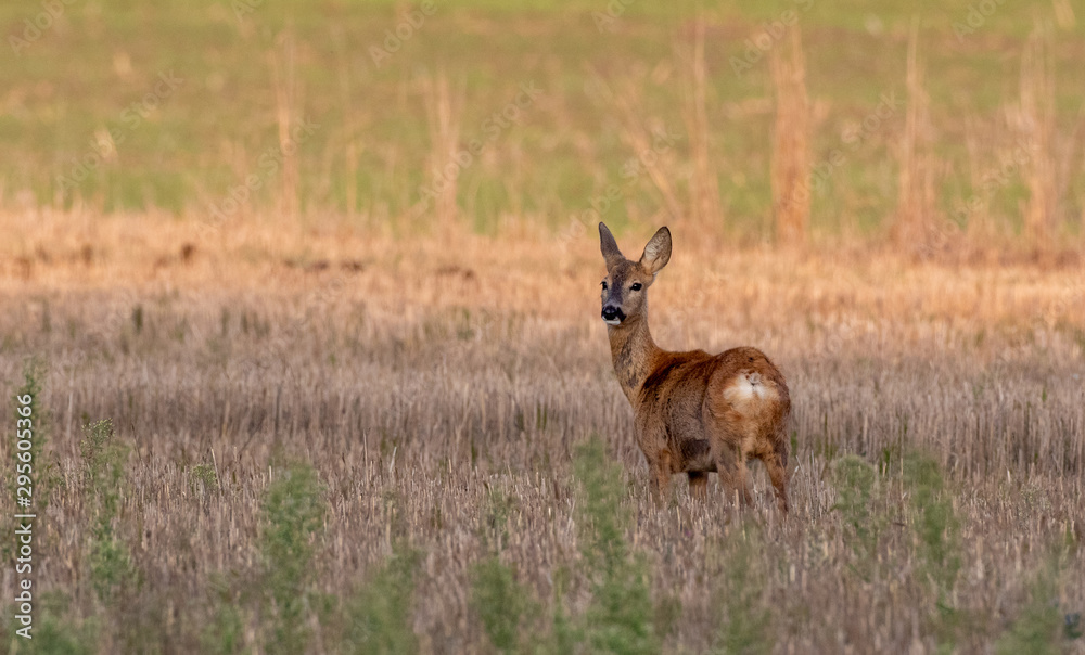 Roe Deer(Capreolus capreolus) female looking back Roe Deer(Capreolus capreolus) female looking back