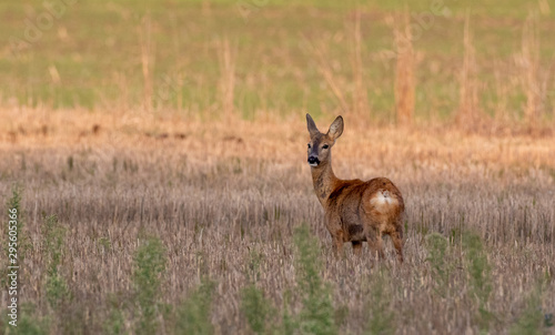 Wallpaper Mural Roe Deer(Capreolus capreolus) female looking back Torontodigital.ca