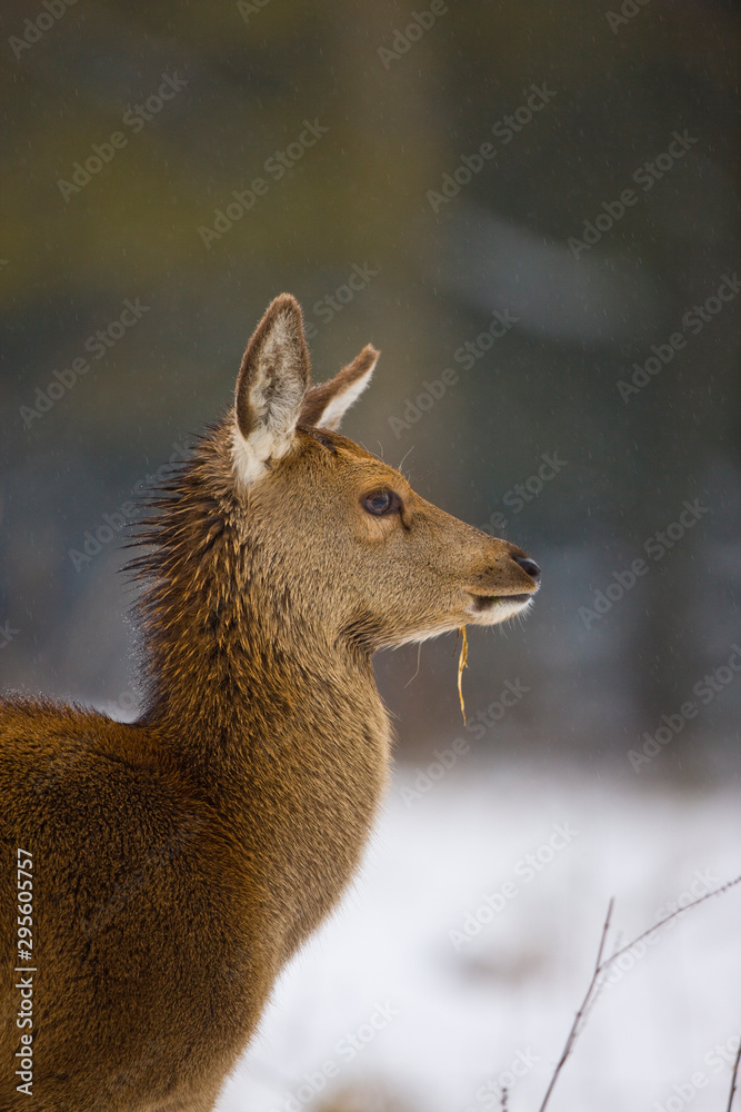 RED DEER, CIERVO COMUN, ROJO O VENADO (Cervus elaphus) RED DEER, CIERVO COMUN, ROJO O VENADO (Cervus elaphus)