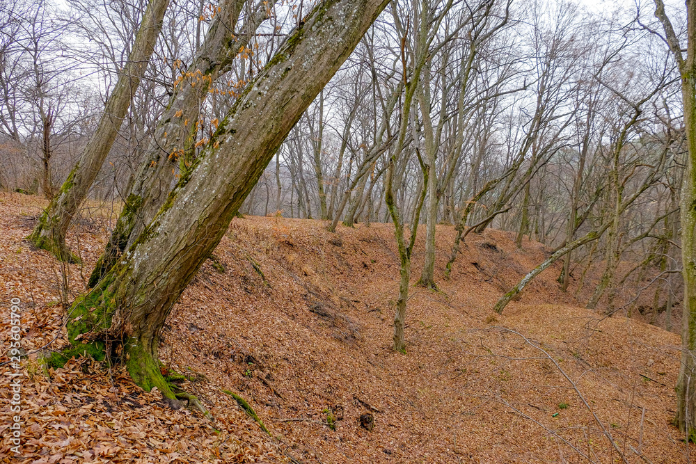 Hoia Baciu Forest. The World Most Haunted Forest with a reputation for many intense paranormal activity. Hoia Baciu Forest. The World Most Haunted Forest with a reputation for many intense paranormal activity.