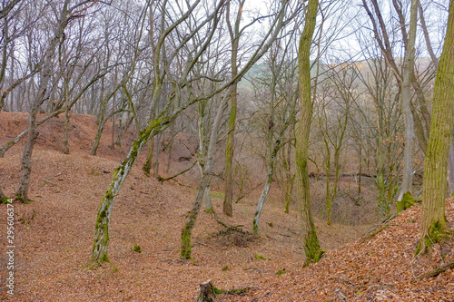 Hoia Baciu Forest. The World Most Haunted Forest with a reputation for many intense paranormal activity.