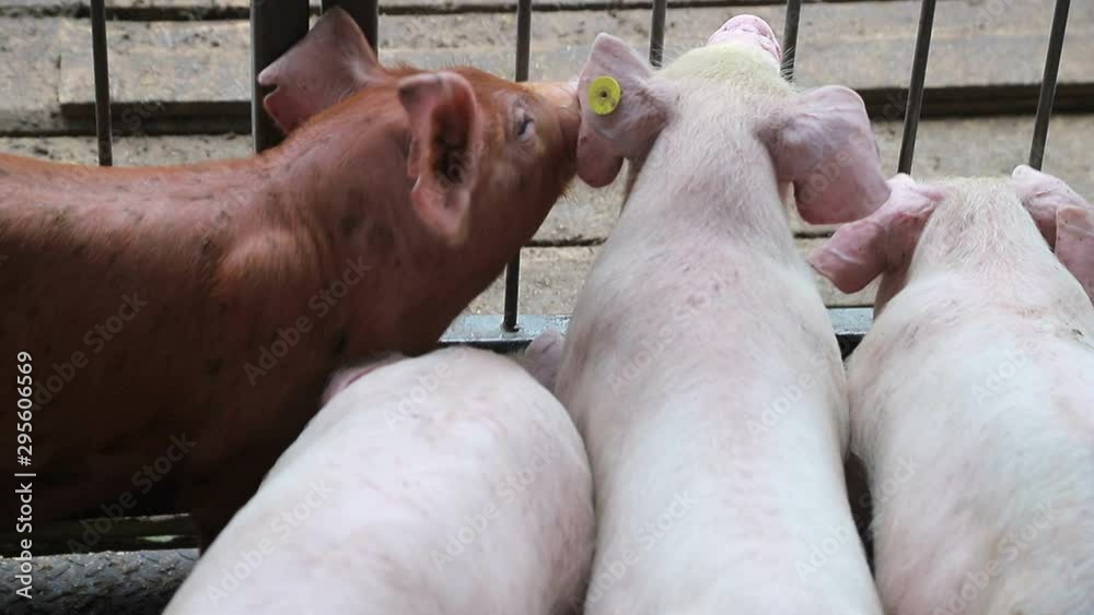 Herd of pigs are driven into the aviary. Pigs that are in a cage Herd of pigs are driven into the aviary. Pigs that are in a cage
