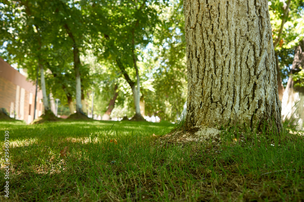Fototapeta premium landscape. A tree grows on a spacious lawn overgrown with grass