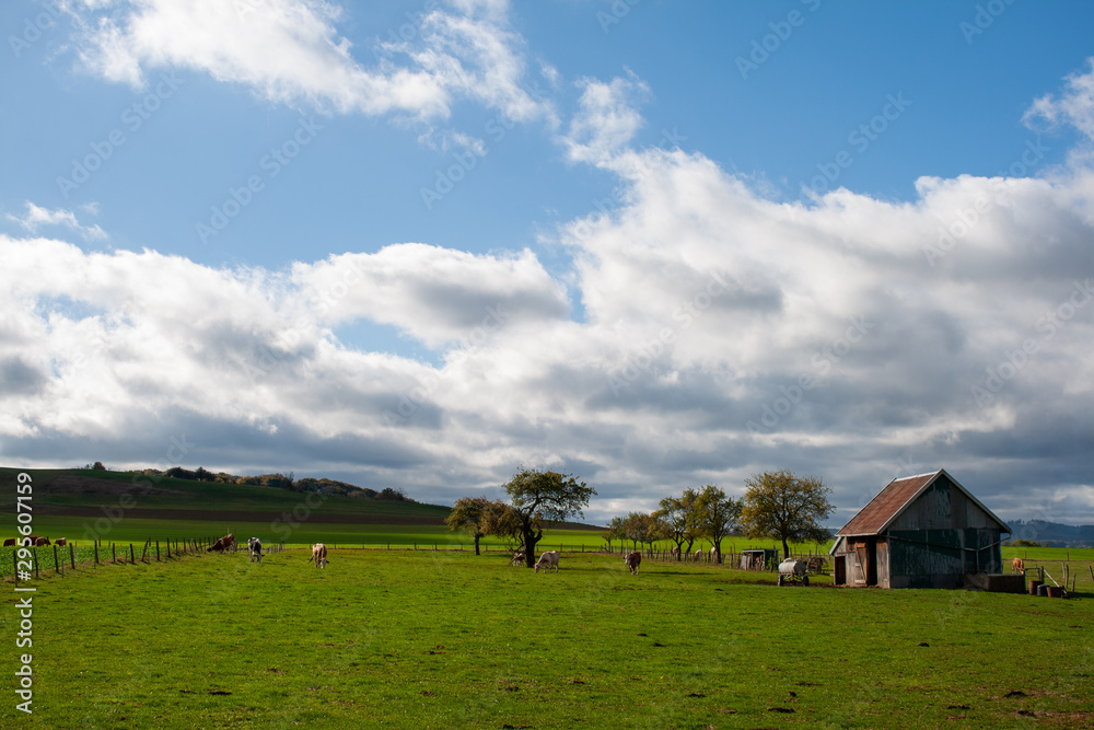 Obraz premium Feldscheune mit Rindern