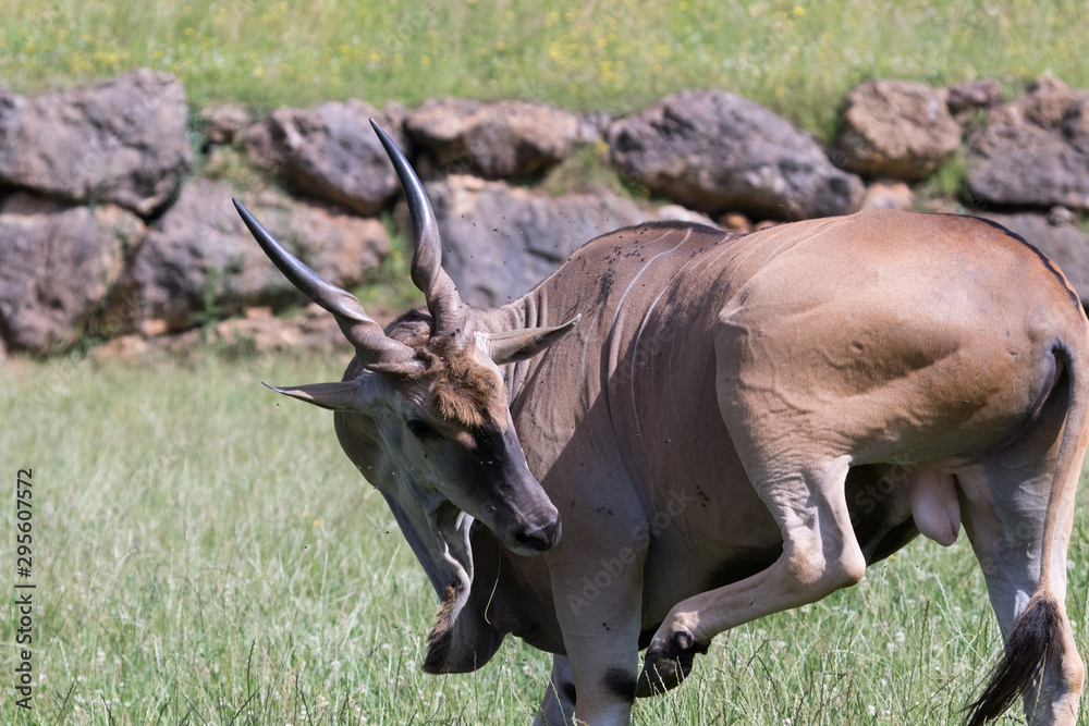 Fototapeta premium Wildebeest in its beautiful habitat