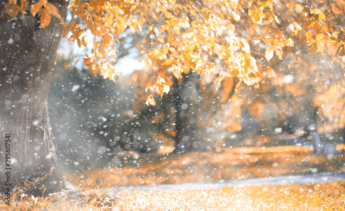 Autumn park in the first snow © alexkich
