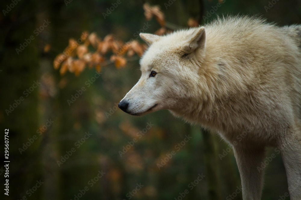 Polarwolf oder Weißwolf (Canis lupus arctos) Polarwolf oder Weißwolf (Canis lupus arctos)