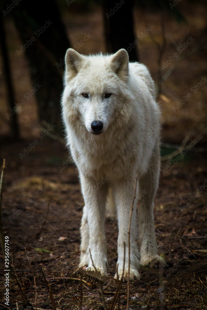 Polarwolf oder Weißwolf (Canis lupus arctos) Polarwolf oder Weißwolf (Canis lupus arctos)