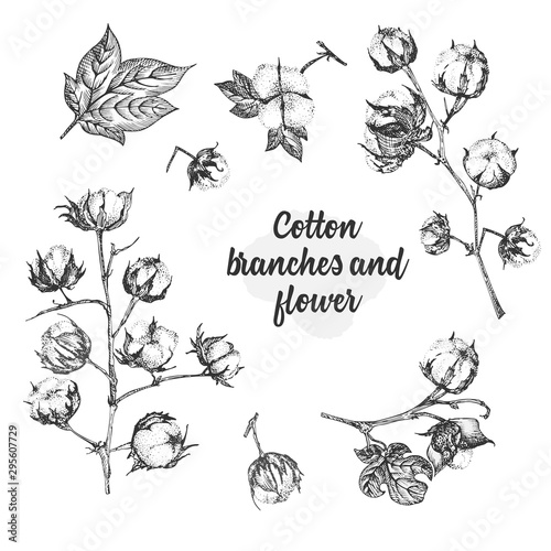 Set of twigs, flowers and leaves of a cotton plant. Hand-drawn sketch botanical illustration. Engraving style. Black and white illustration.
