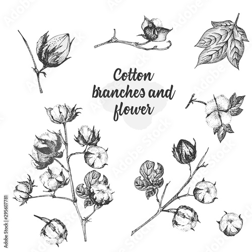 Set of twigs, flowers and leaves of a cotton plant. Hand-drawn sketch botanical illustration. Engraving style. Black and white illustration.