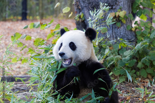 Jeune panda géant en gros plan