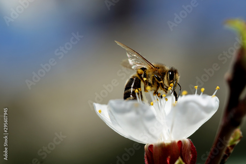 Biene auf Marillenblüte © Monika