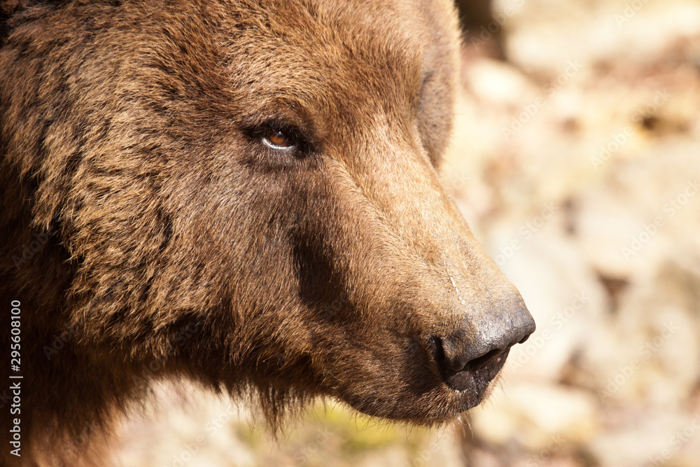 Braunbär (Ursus arctos) Braunbär (Ursus arctos)