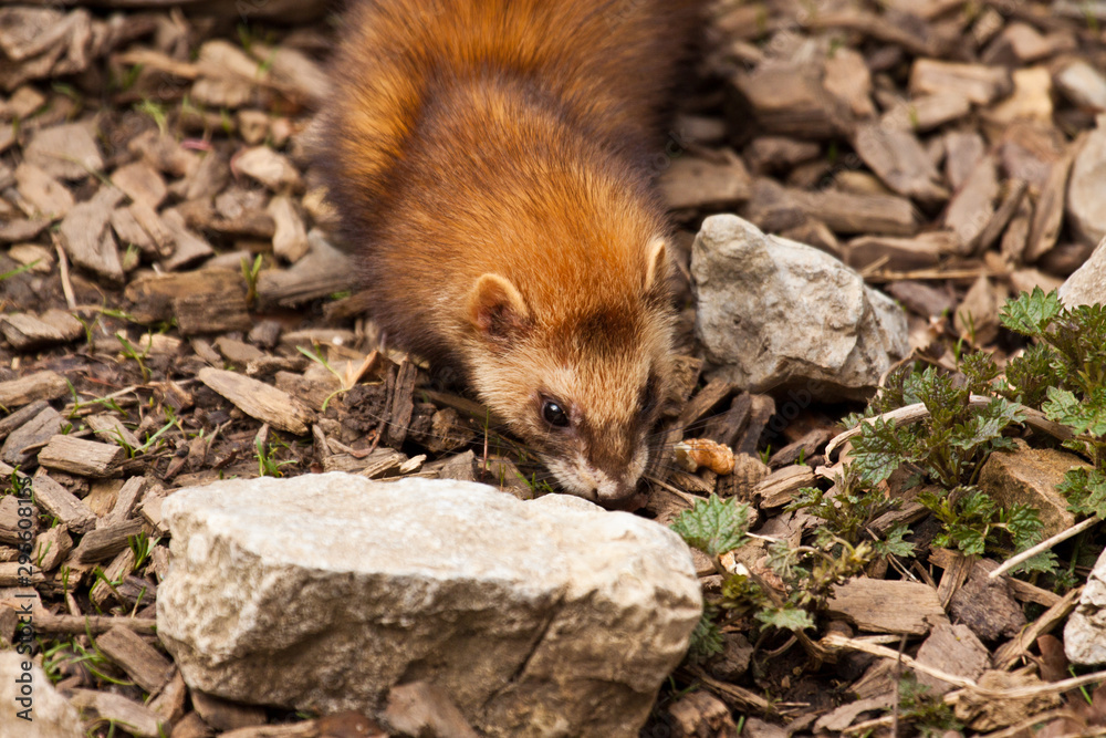 Naklejka premium Frettchen (Mustela putorius furo)