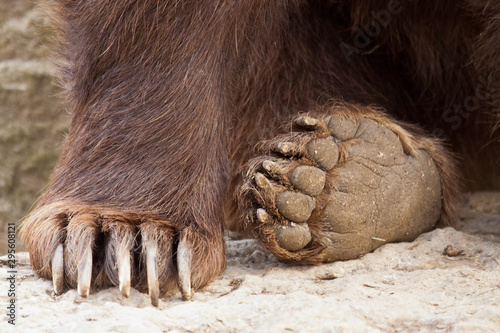 Braunbär (Ursus arctos) photo