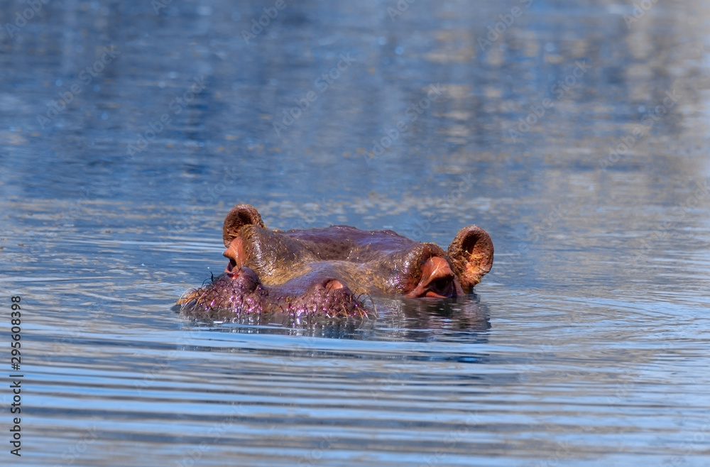 Fototapeta premium Wild african animals. Common hippopotamus (hippo) swimming and splashing water in Namibia
