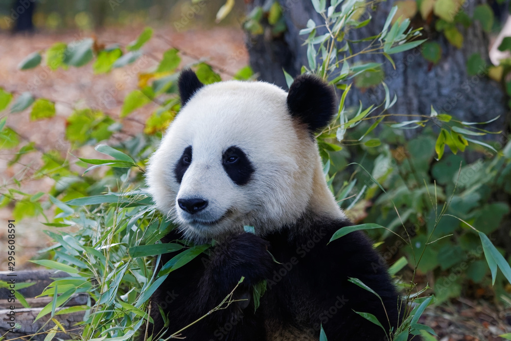 Obraz premium Jeune panda géant en gros plan