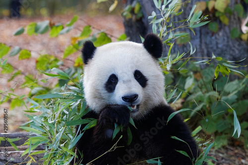 Jeune panda g  ant en gros plan
