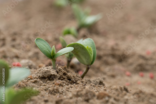 Obraz na plátne Tiny soybean sprouts just emerging during June in Raleigh, North Carolina