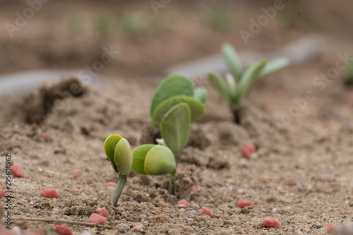Photo Soybean sprouts just emerging showinf off their cotyledon leaves during June in Raleigh, North Carolina