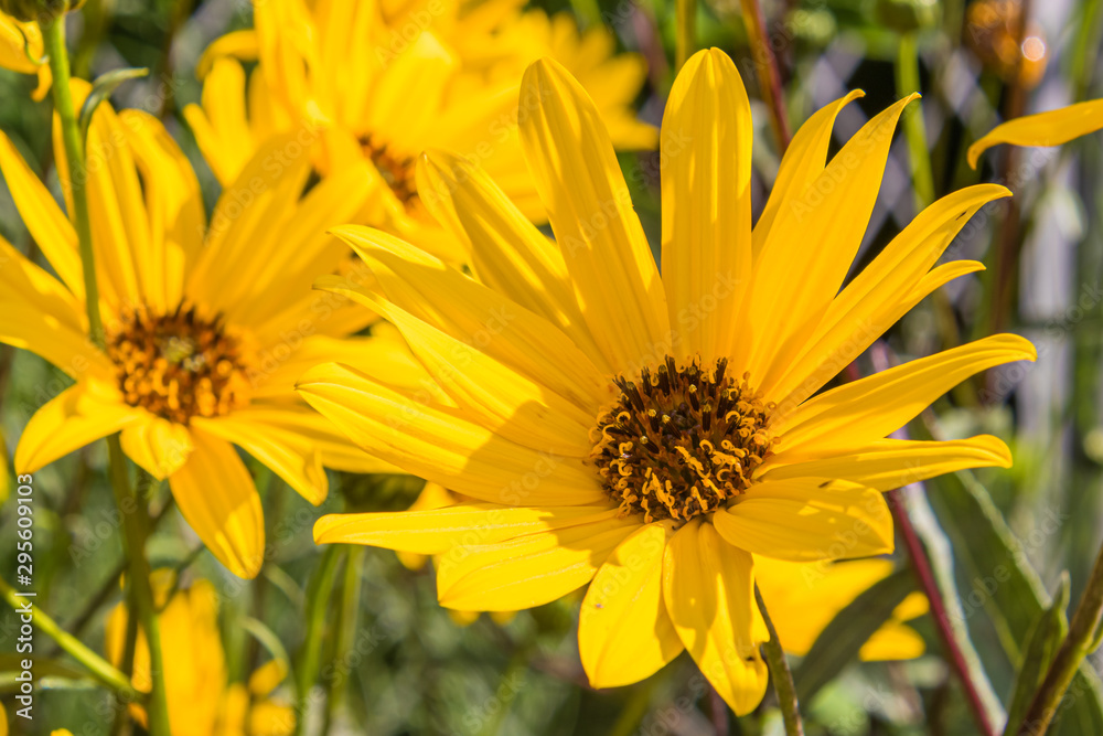 Erdbirne Blüte groß