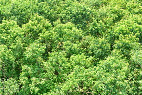 Wonderful top view of mangrove forest. Bright green foliage