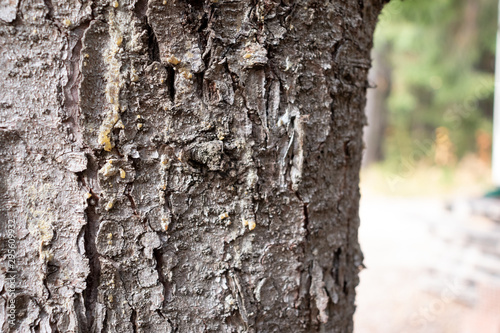 Sap on tree seeps out of bark cracks