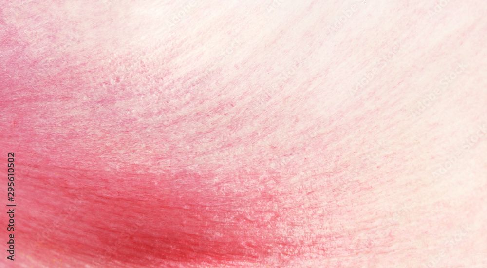 Texture of pink peony flower petal