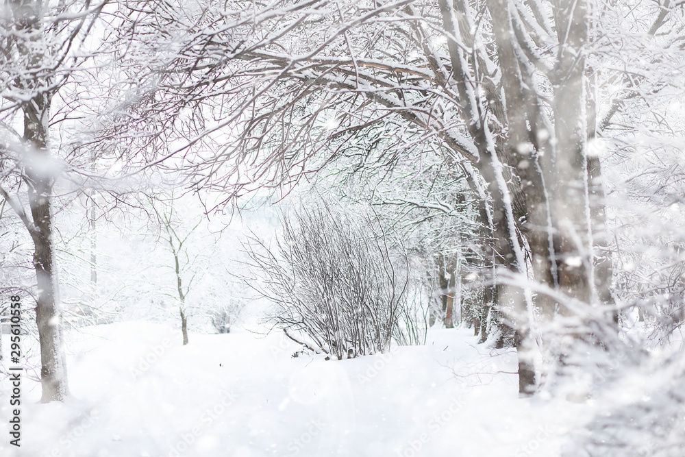 Winter landscape. Forest under the snow. Winter in the park. Winter landscape. Forest under the snow. Winter in the park.