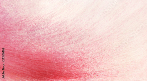 Texture of pink peony flower petal