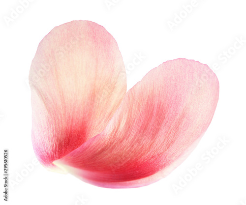 Fototapeta Naklejka Na Ścianę i Meble -  Closeup of two pink peony flower petals