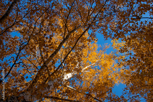 Yellow birch tree and blue sky in the fall. Beautiful bright autumn view with leaves and branches lit by natural sunlight.