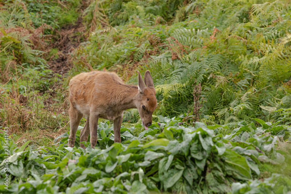 Obraz premium deer in the forest