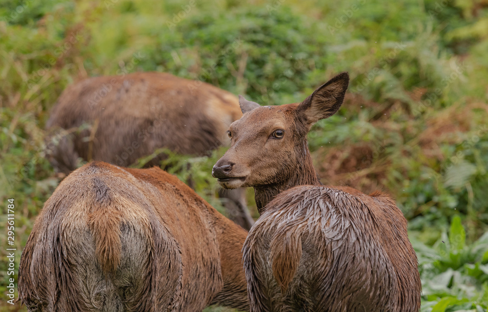 Fototapeta premium deer in the woods
