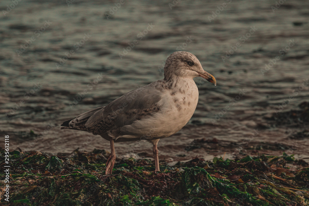 bird on beach bird on beach