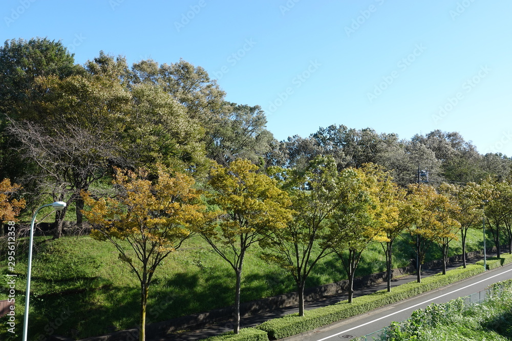 Naklejka premium 秋の風景