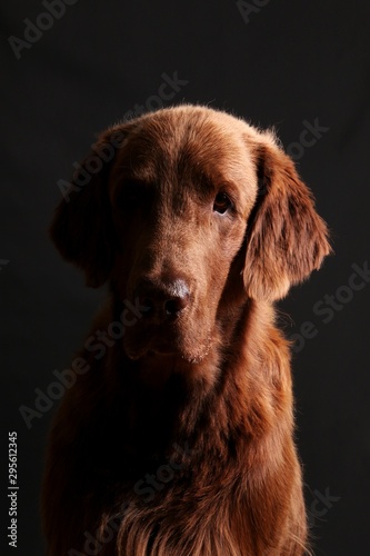 handsome brown flat coated retriever head portrait against a dark background