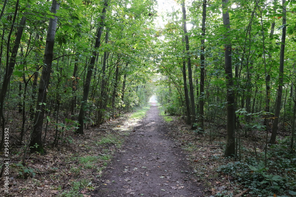 Obraz premium Waldweg in der Morgensonne