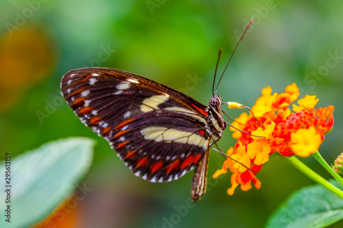 Beautiful butterfly sitting on flower in a summer garden © blackdiamond67