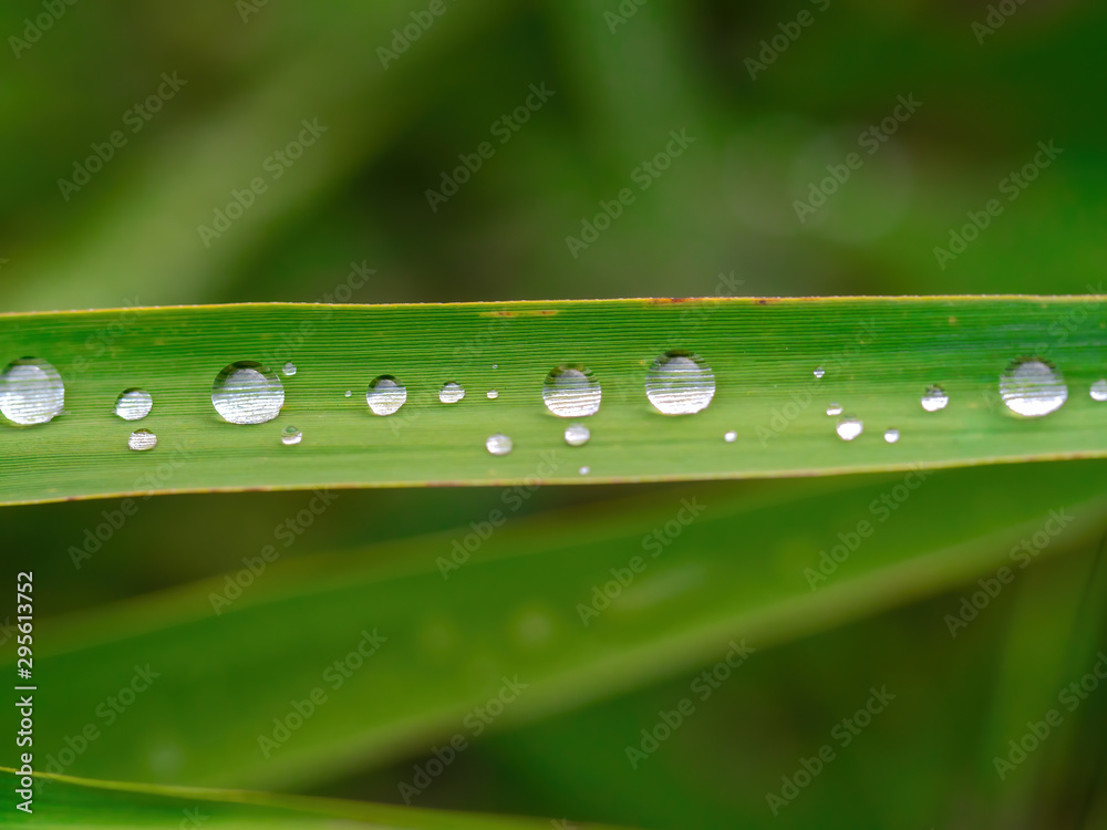 Beautiful pure rain drops on the green leaf Beautiful pure rain drops on the green leaf