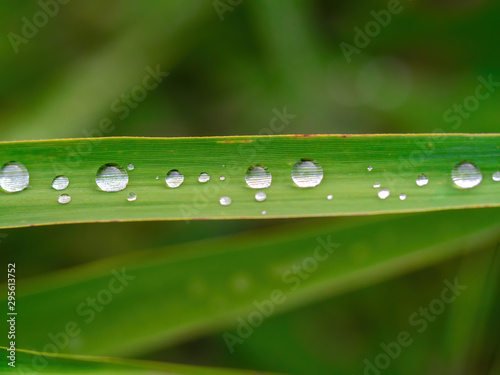 Beautiful pure rain drops on the green leaf