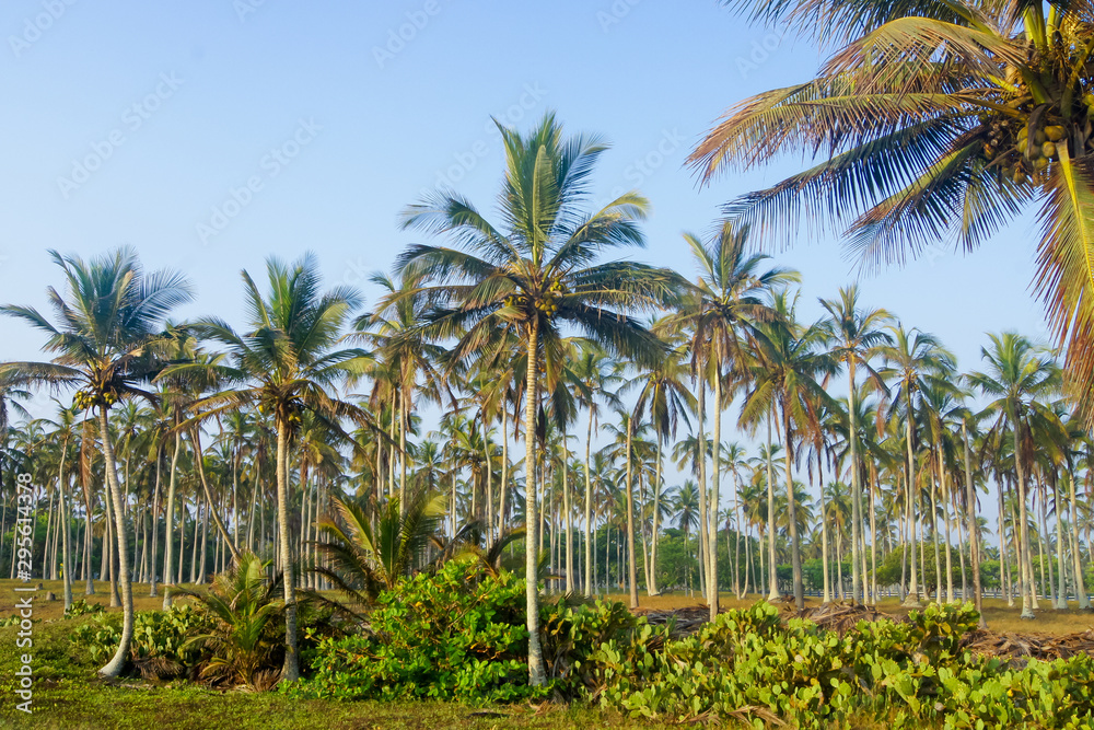 Beautiful view of coconut palm trees on the light-blue sky background Beautiful view of coconut palm trees on the light-blue sky background